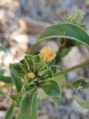 Barleria senensis