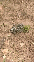 Astragalus testiculatus