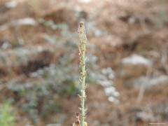 Asphodelus macrocarpus