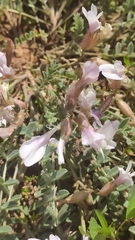 Astragalus testiculatus