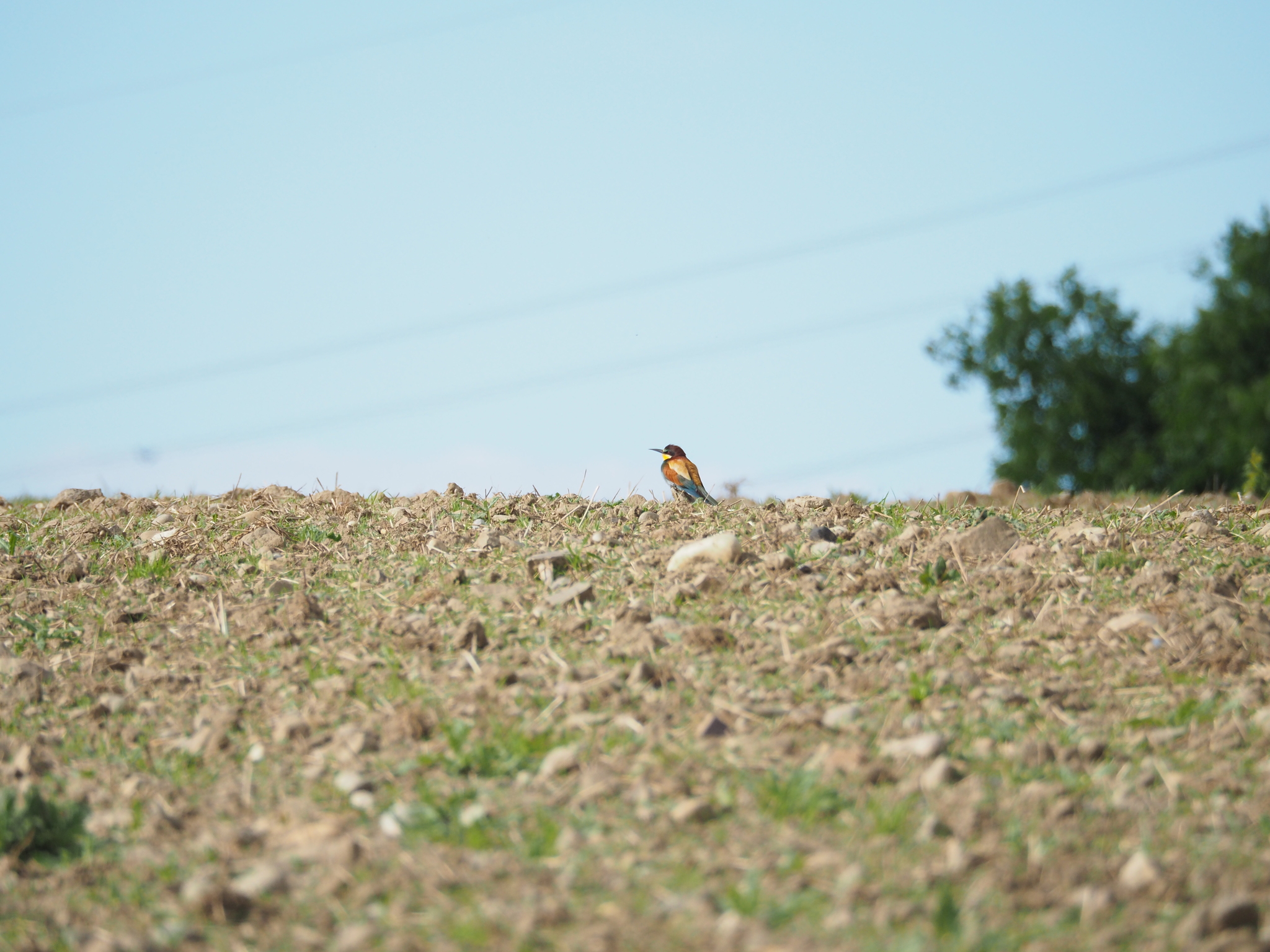 European Bee-eater