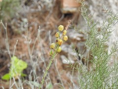 Asparagus horridus