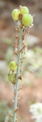 Asphodelus macrocarpus