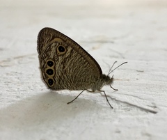 Ypthima huebneri