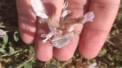 Astragalus testiculatus