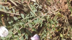 Astragalus testiculatus