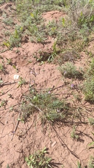 Oxytropis floribunda