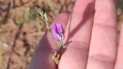 Oxytropis floribunda