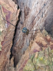 Sclerosomatidae