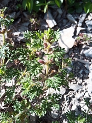 Teucrium botrys