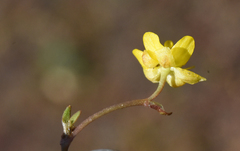 Ranunculus reptans