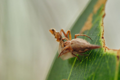 Eriovixia pseudocentrodes