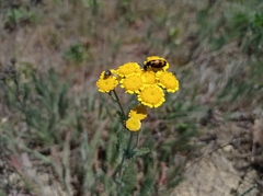 Tanacetum odessanum