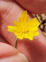 Hypochaeris achyrophorus