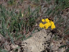 Tanacetum odessanum