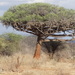 Euphorbia robecchii - Photo (c) Teddy Kinyanjui,  זכויות יוצרים חלקיות (CC BY-NC), הועלה על ידי Teddy Kinyanjui