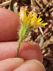 Hypochaeris achyrophorus
