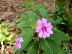 Impatiens platypetala