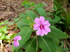 Impatiens platypetala