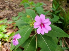Impatiens platypetala