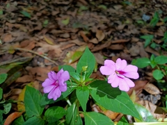 Impatiens platypetala
