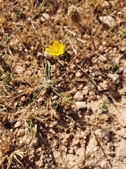 Hypochaeris achyrophorus