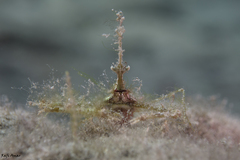 Lambrachaeus ramifer