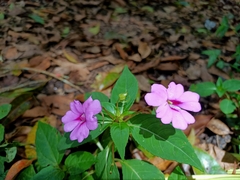 Impatiens platypetala