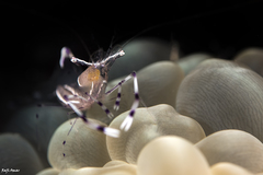 Ancylomenes longicarpus