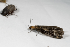 Neochauliodes formosanus