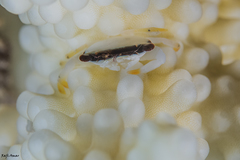 Tetralia nigrolineata