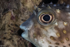 Cyclichthys spilostylus