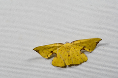 Corymica spatiosa