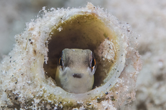 Yellowback Blenny photo 2