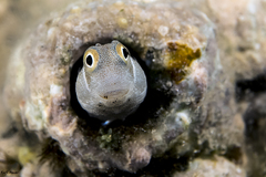 Alloblennius pictus