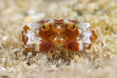 Lophozozymus pulchellus