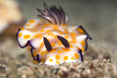 Hypselodoris pulchella