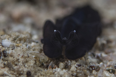 Tytthosoceros nocturnus