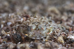 Cymbacephalus beauforti