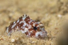 Sebastapistes cyanostigma