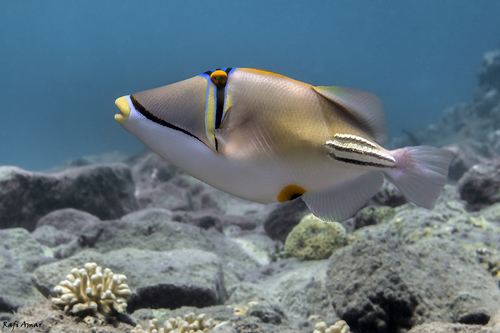 Photo of Red Sea Picasso triggerfish (Rhinecanthus assasi)