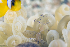 Ancylomenes longicarpus