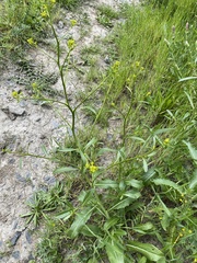 Brassica elongata