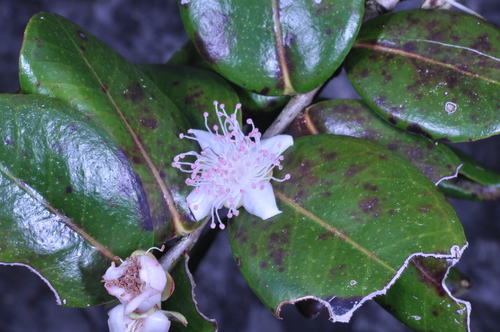 Psidium harrisianum