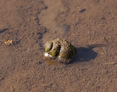 Cipangopaludina malleata