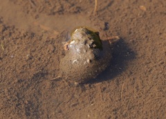 Cipangopaludina malleata