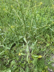 Brassica elongata