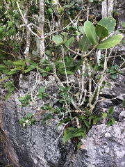 Psidium harrisianum