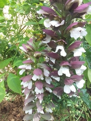 Xylocopa