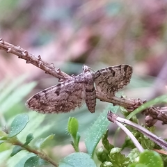Eupithecia tantillaria